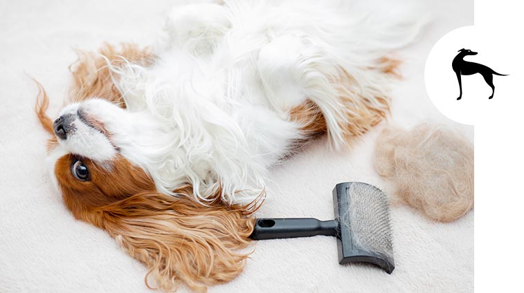 Spazzole per cani: come scegliere la migliore in base al pelo