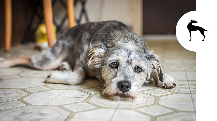 Come capire se il tuo cane è stressato e cosa fare - Italpet