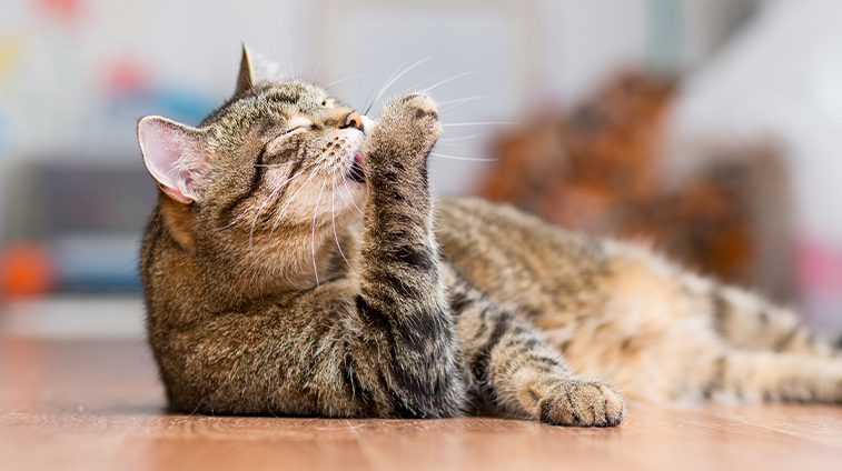 Boli di pelo del gatto