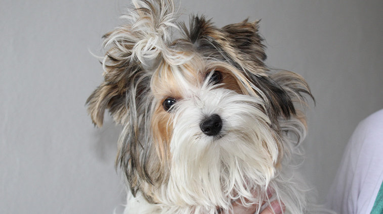 Integratori per il pelo del cane
