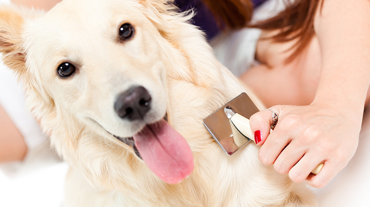 Spazzola per cani