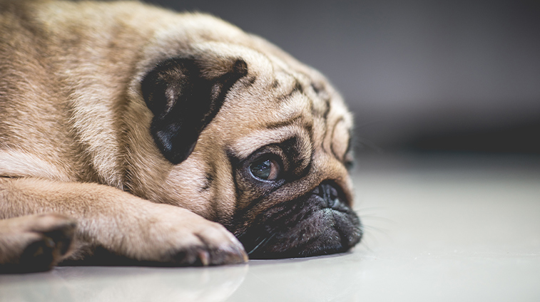 Cane stressato