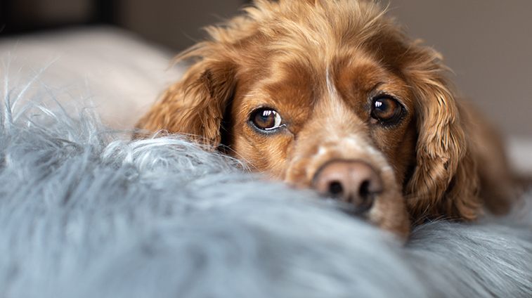 Cucce per cani da interno