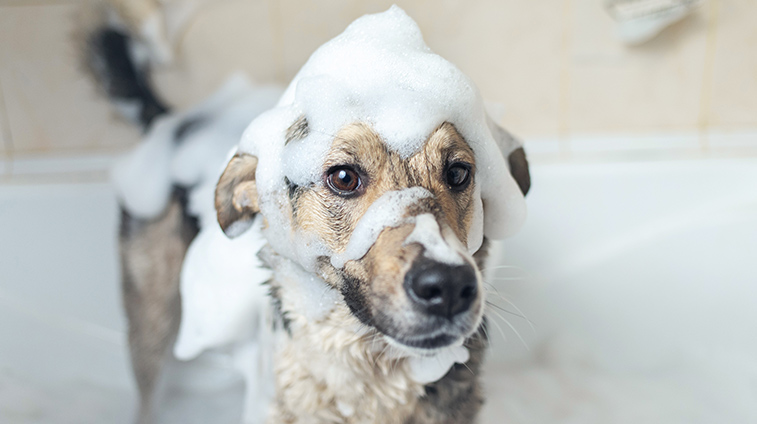 miglior shampoo per cani