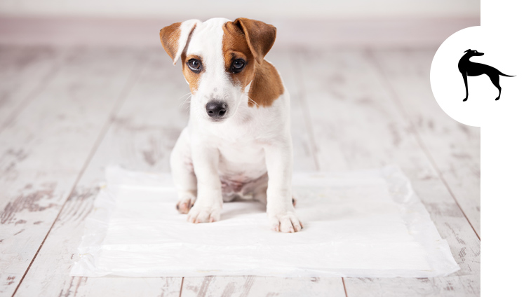 Tappetini e traversine per cani: tutto quello che devi sapere - Italpet