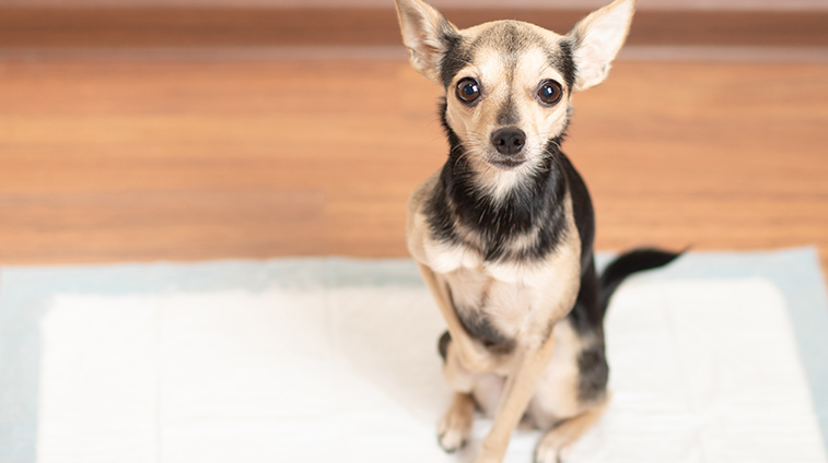 Tappetini e traversine per cani