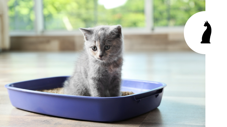 Come Insegnare al Gatto a Usare la Lettiera