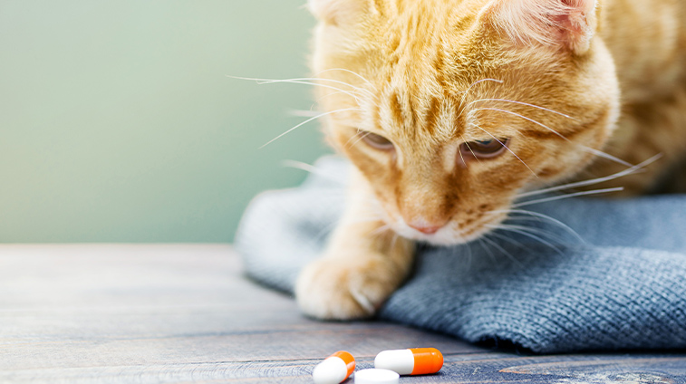Fermenti lattici per gattini