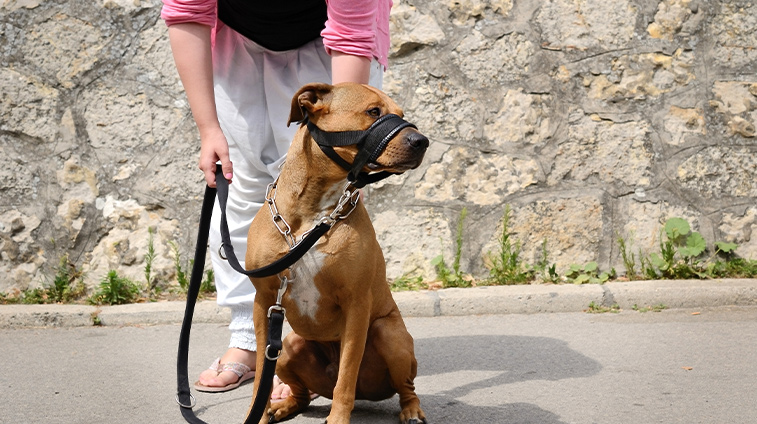 legge museruola cani