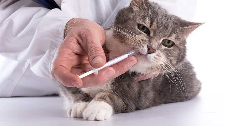 probiotici per gatti
