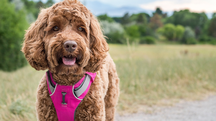 Accessori per cani