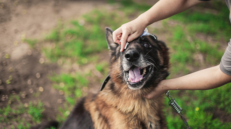 salviette per cani alla clorexidina