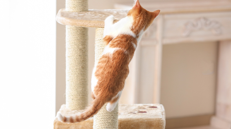 Come abituare il gatto al tiragraffi