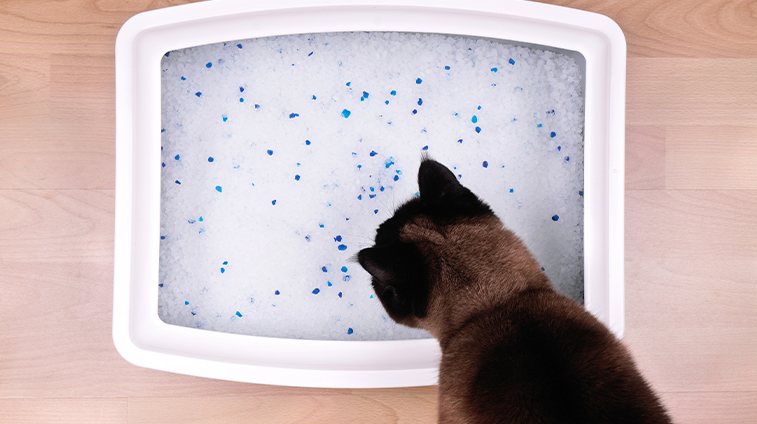 Come pulire la lettiera del gatto per tenerla igienizzata profumata
