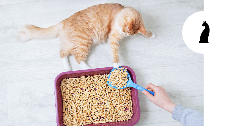 Come pulire la lettiera del gatto