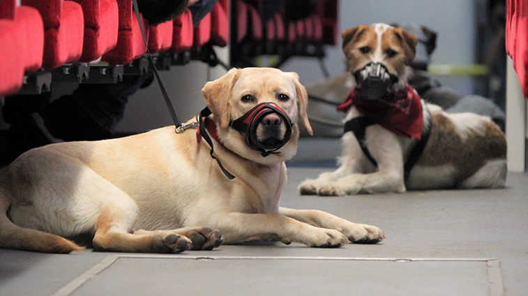 Museruole per cani