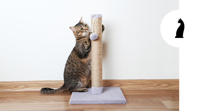 Abituare il gatto al tiragraffi