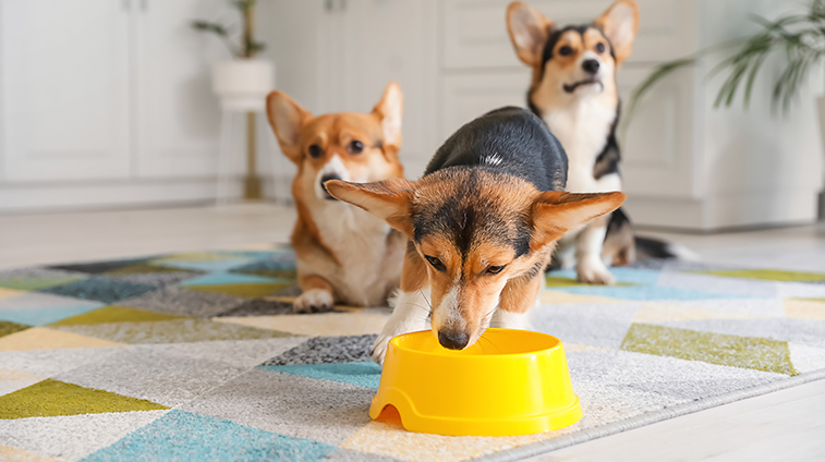 Ciotole per cani come sceglierla