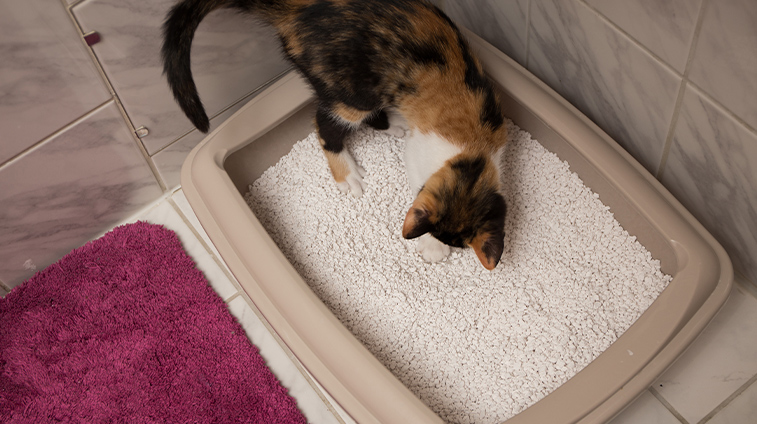lettiera per gatti ogni quanto cambiarla