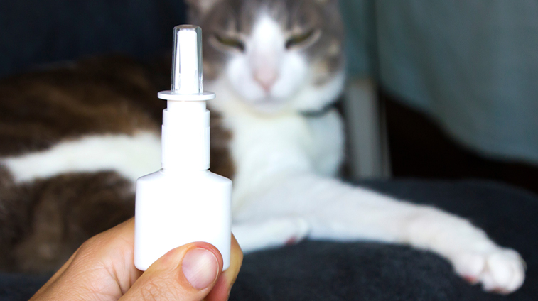 Disabituante per gatti repellente spray
