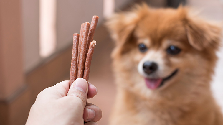 Snack per cani e biscotti quali puoi dargli
