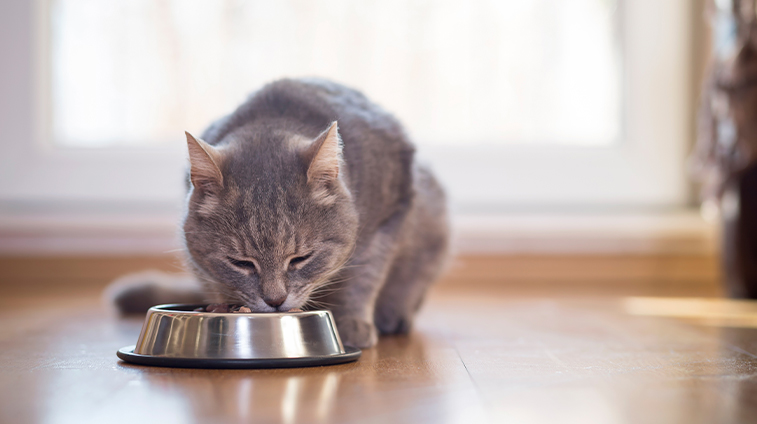 ciotola per gatto