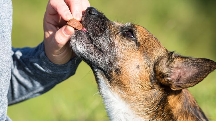 Premietti per cani