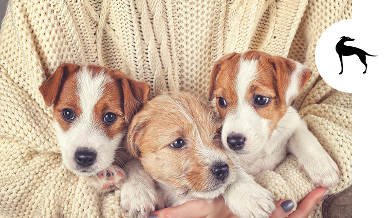 Accogliere un cucciolo di cane in casa