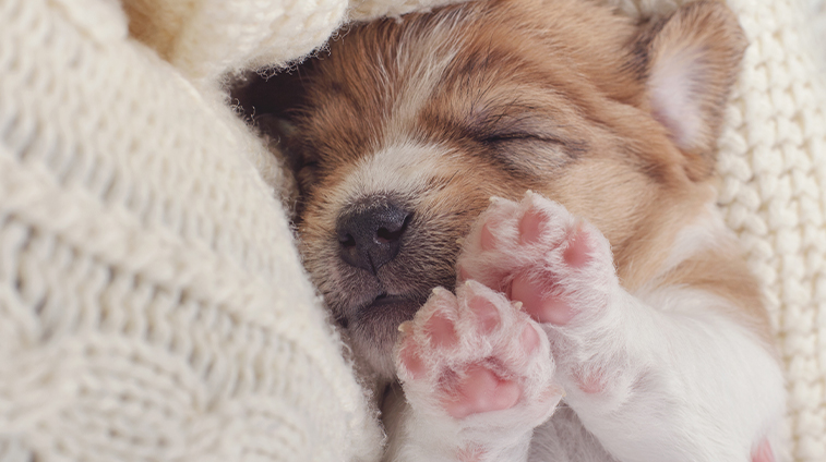Accogliere un cucciolo di cane