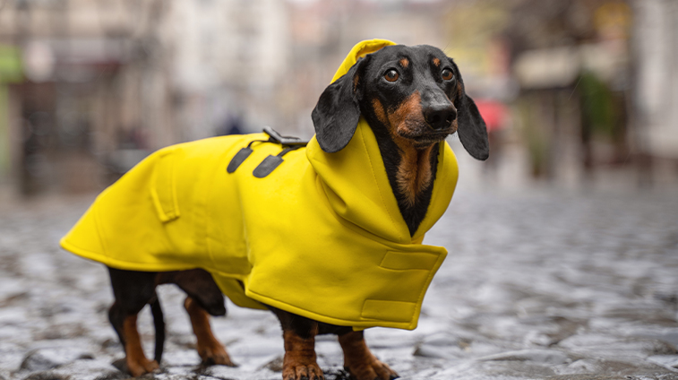 Cappotti inverno cane