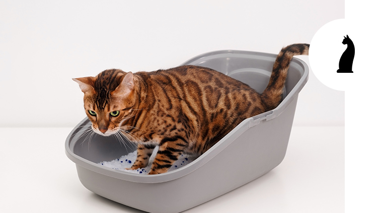 Problemi urinari nel gatto: quali sono e come prevenirli
