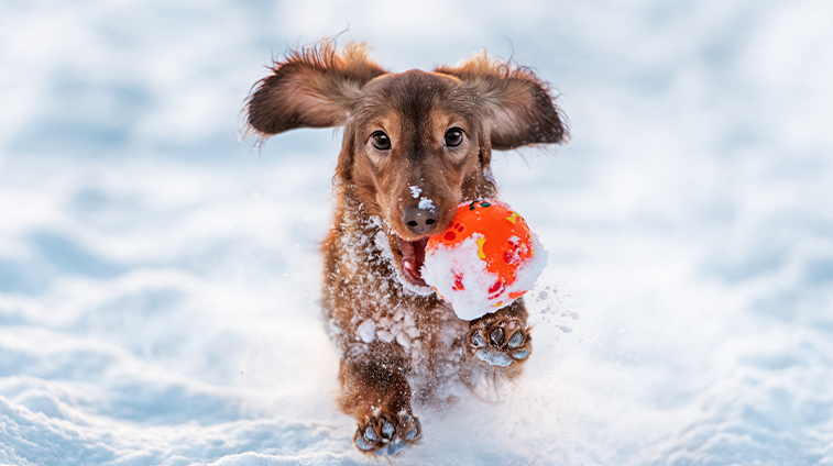 Regali per cani