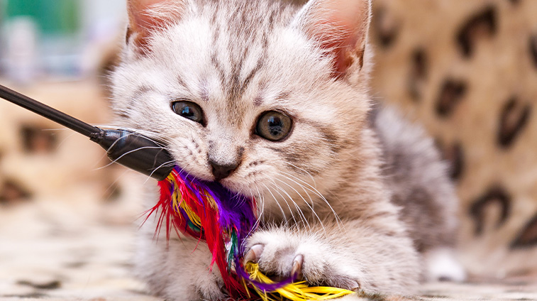 Accessori per gatti