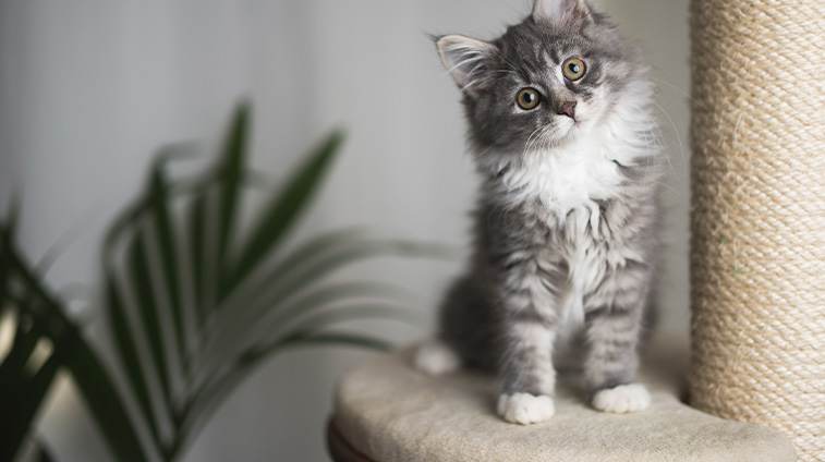 Accessori per il gatto