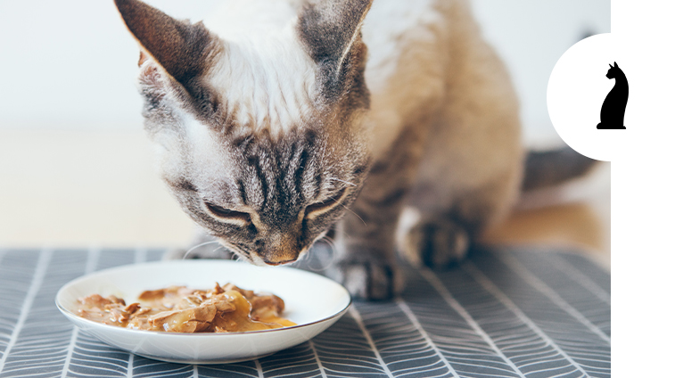 Cibo per gatti grain free: i pregi di una dieta senza cereali