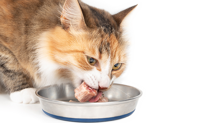 Cibo per gatti grain free senza cereali
