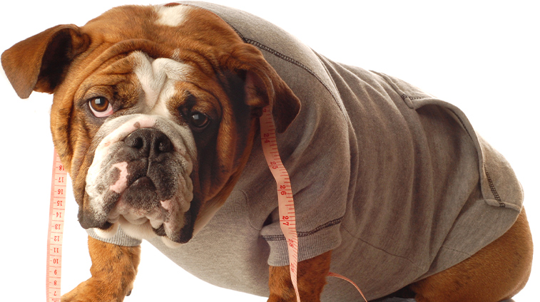 Come mettere a dieta un cane in sovrappeso