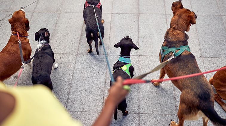 Come scegliere il guinzaglio per cane