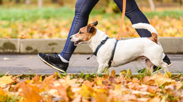 Miglior guinzaglio per cani