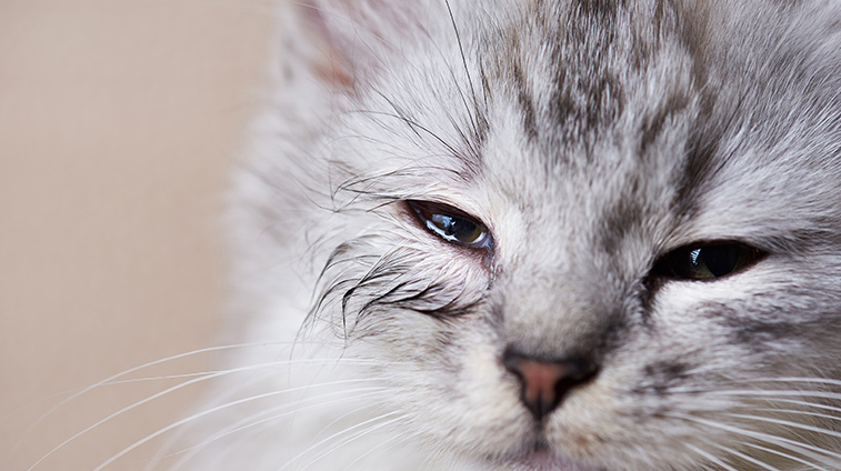 Infezioni agli occhi dei gatti