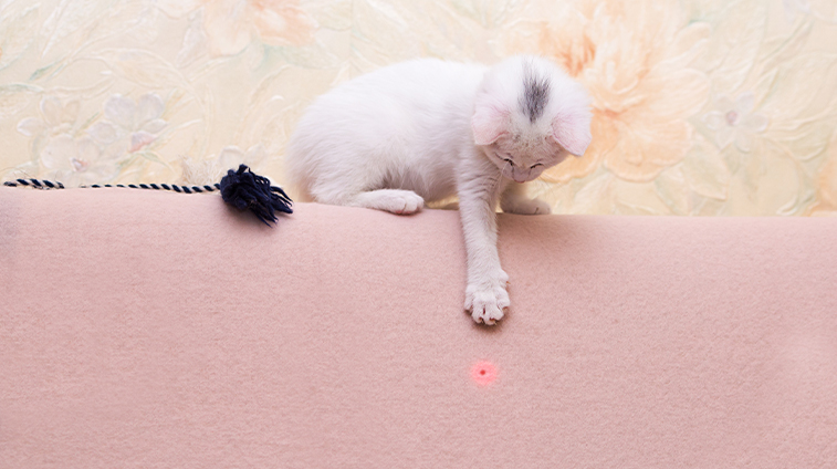 gioco laser per gatti