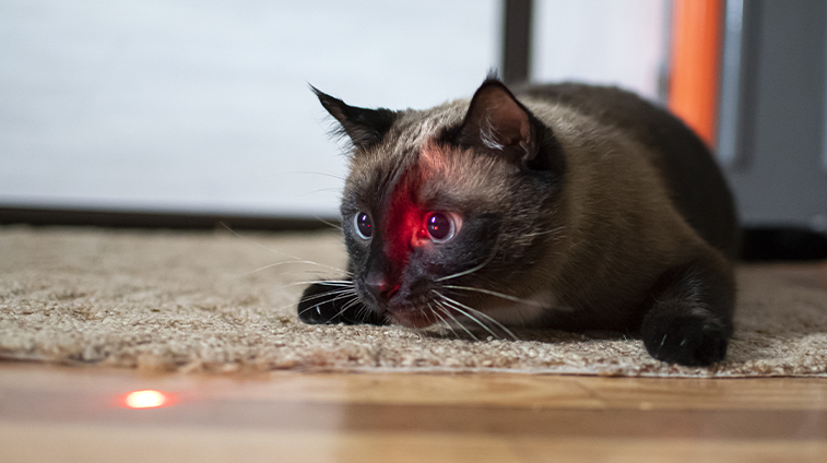 luce laser per gatti fa male