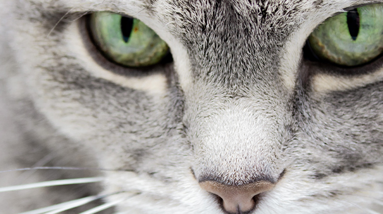 malattie agli occhi del gatto