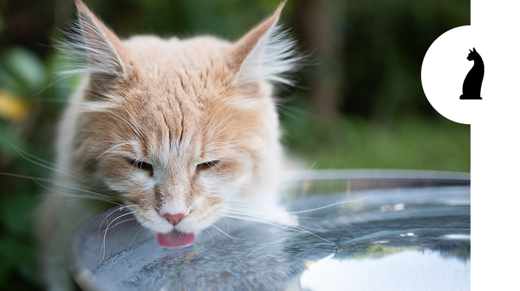 Colpo di calore nel gatto