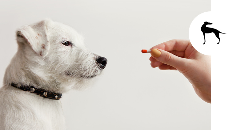 Fermenti lattici per cani