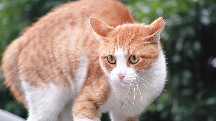 Gatto stressato cosa fare