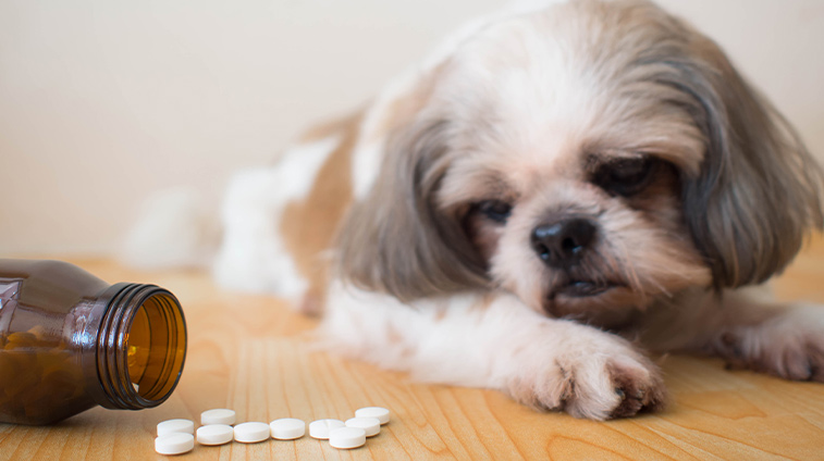 Quando somministrare i fermenti lattici al cane