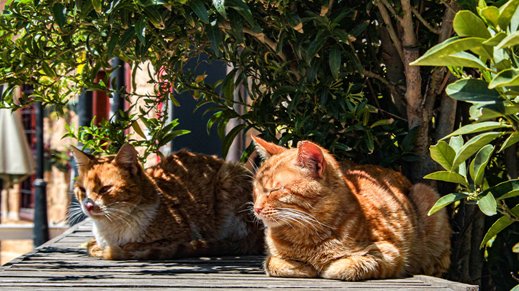 Ipertermia nel gatto