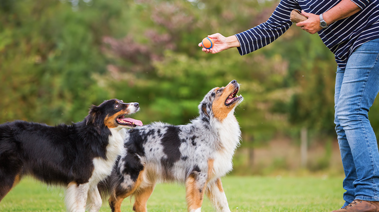 Bocconcini per addestramento cani