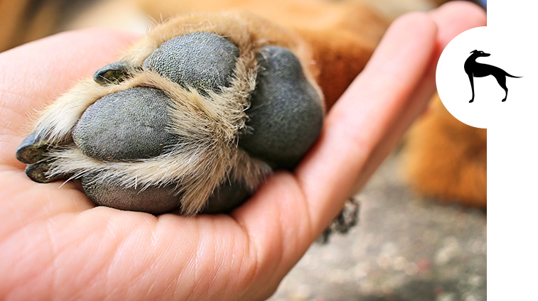 Come proteggere zampe del cane dal caldo consigli rimedi